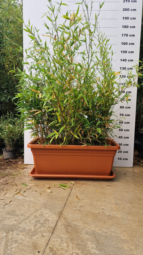 Jardinière Palermo - 30/50/110L 1 - Achat en ligne