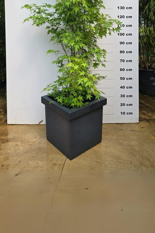 Pot Firenze - 60L 1 - Achat en ligne