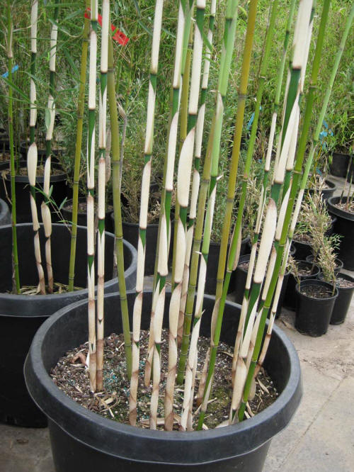 Fargesia Robusta Campbell 1 - Achat en ligne