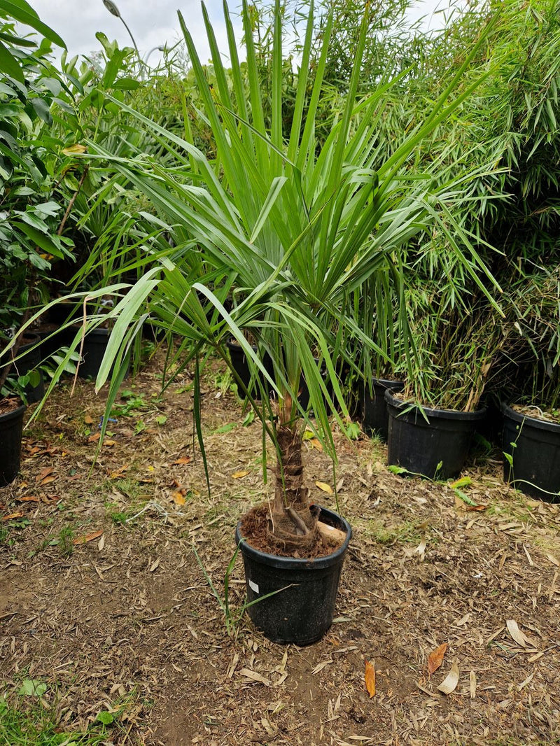Palmier de Chine (Trachycarpus Fortunei) 3 - Achat en ligne
