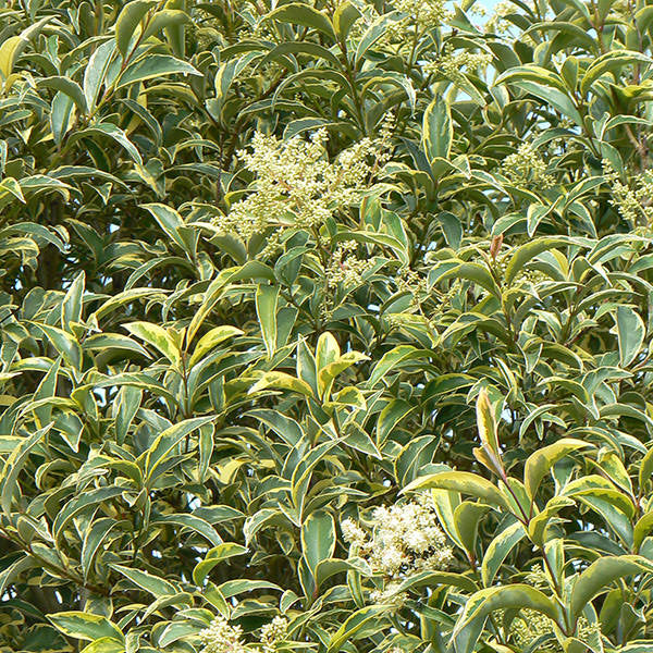 Troène du Japon Panaché (Ligustrum Japonicum 'Excelsum Superbum') 1 - Achat en ligne