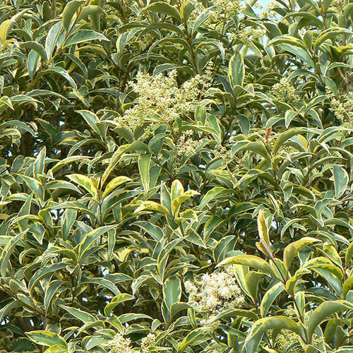 Troène du Japon Panaché (Ligustrum Japonicum 'Excelsum Superbum') 1 - Achat en ligne