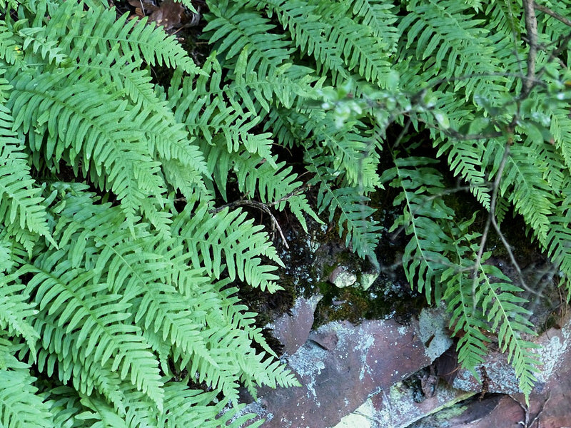 Fougères (Polypodium Vulgare) 1 - Achat en ligne