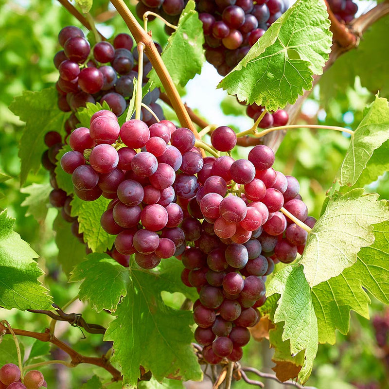 Vigne de table rouge 3 - Achat en ligne