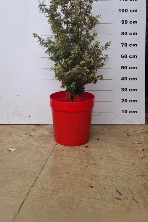 Pot Venezia - 25L 1 - Achat en ligne