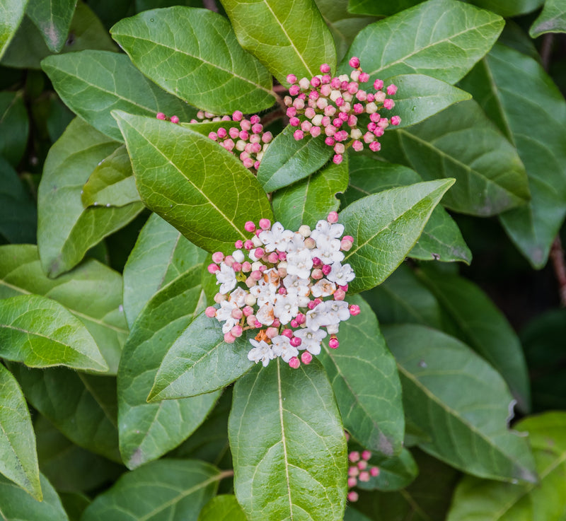 Laurier-tin (Viburnum tinus) 2 - Achat en ligne