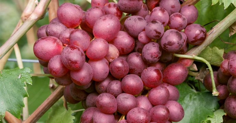 Vigne de table rose 2 - Achat en ligne