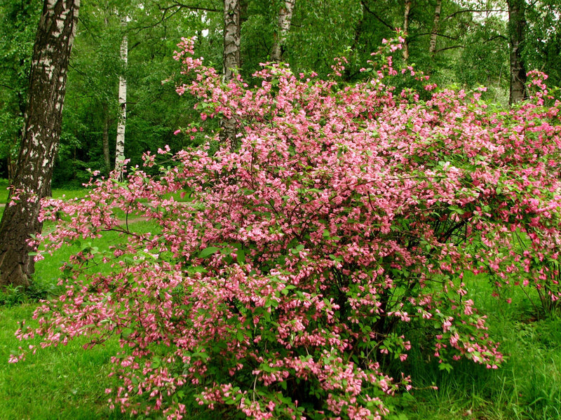 Weigelia à feuilles panachées (Weigela x Florida Rosea) 2 - Achat en ligne