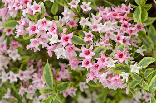 Weigelia à feuilles panachées (Weigela x Florida Rosea) 1 - Achat en ligne