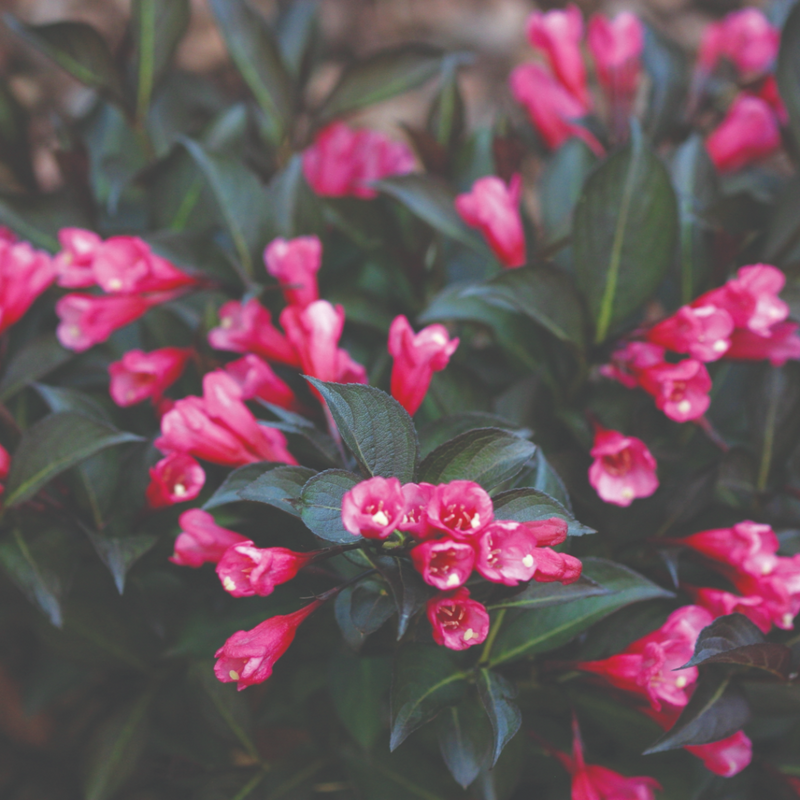 Weigela à feuilles rouges (Weigela x florida Alexandra) 3 - Achat en ligne