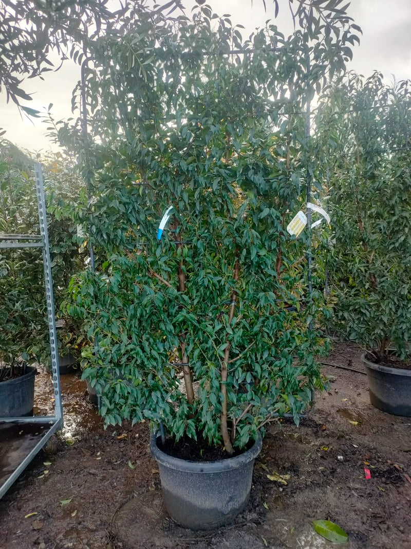 Laurier du Portugal (Prunus lusitanica) 3 - Achat en ligne
