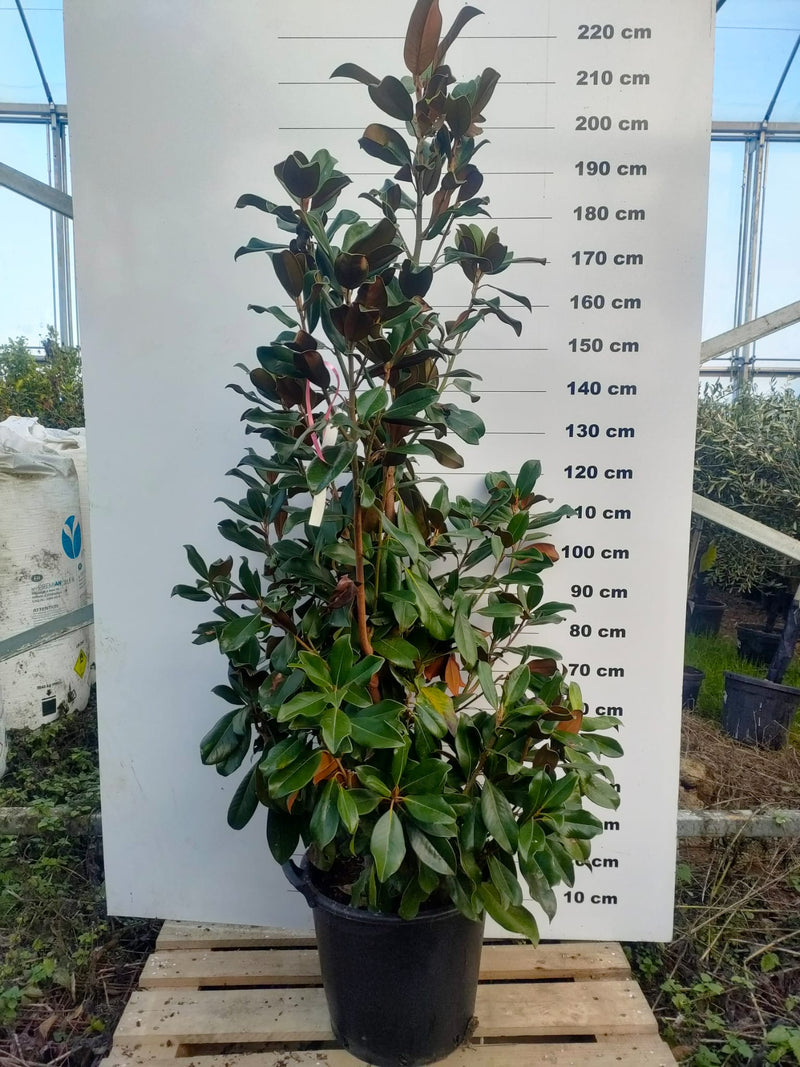 Magnolia à feuilles persistantes (Magnolia Grandiflora) 3 - Achat en ligne