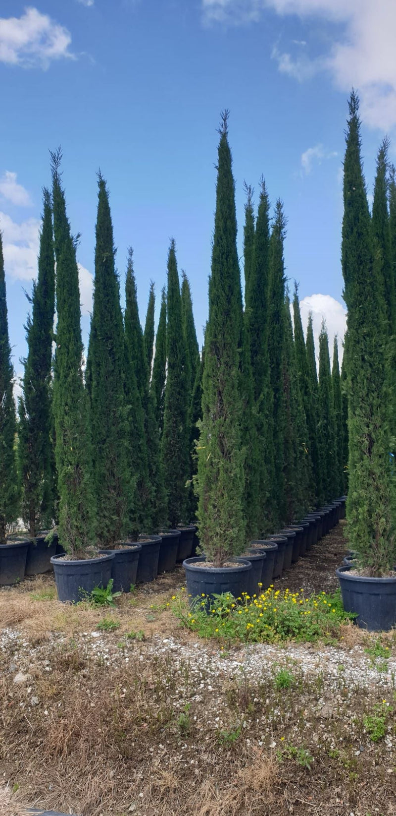 Cyprès de Provence (Commun) 3 - Achat en ligne