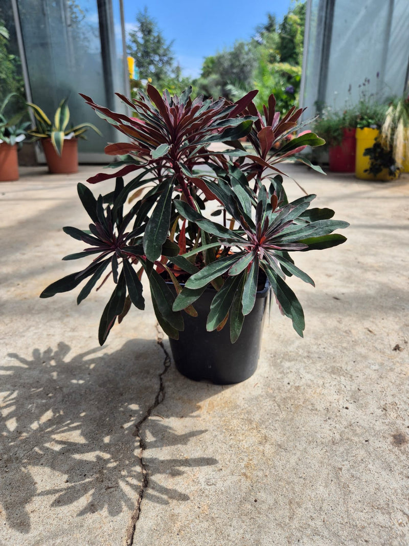 Euphorbe (characias Miners Merlot) 2 - Achat en ligne