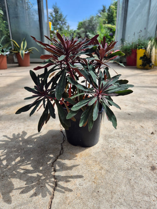 Euphorbe (characias Miners Merlot) 1 - Achat en ligne
