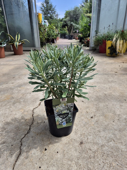 Euphorbe (characias Glacier Blue) 1 - Achat en ligne