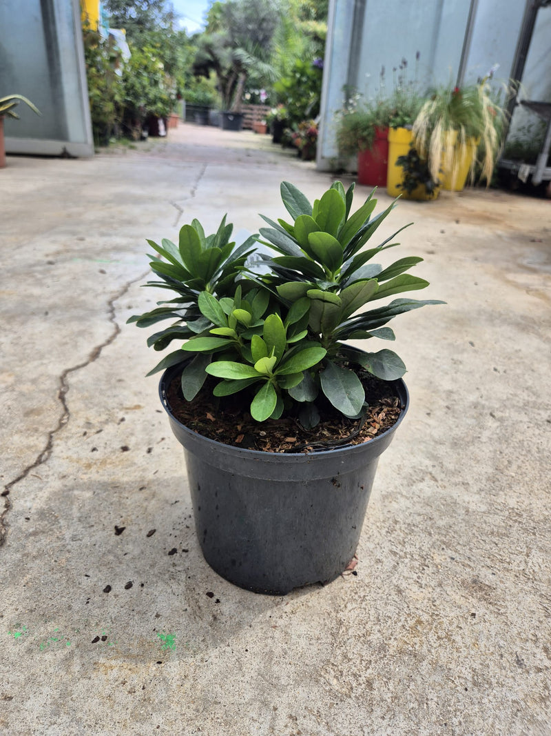 Euphorbe (amygdaloïdes var. robbiae) 2 - Achat en ligne