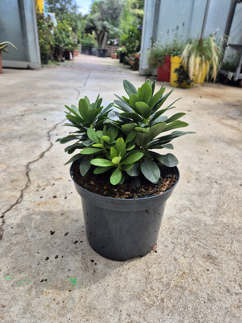 Euphorbe (amygdaloïdes var. robbiae) 1 - Achat en ligne