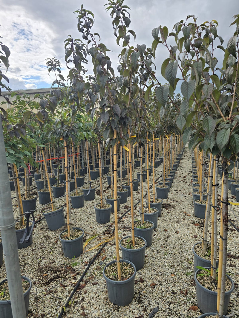 Cerisier du Japon (Prunus serrulata Royal Burgundy) 3 - Achat en ligne