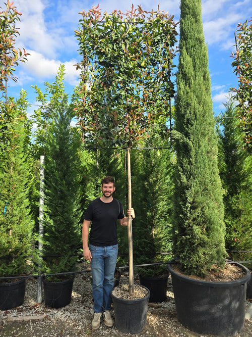 Photinia Red Robin (Palissade) 1 - Achat en ligne