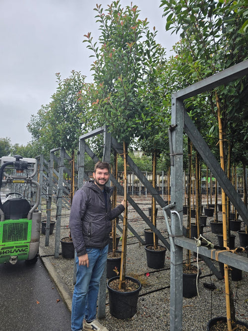 Photinia Red Robin (en Tige) 1 - Achat en ligne