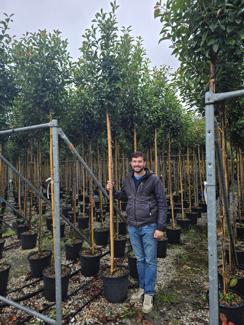 Photinia Red Robin (en Tige) 3 - Achat en ligne