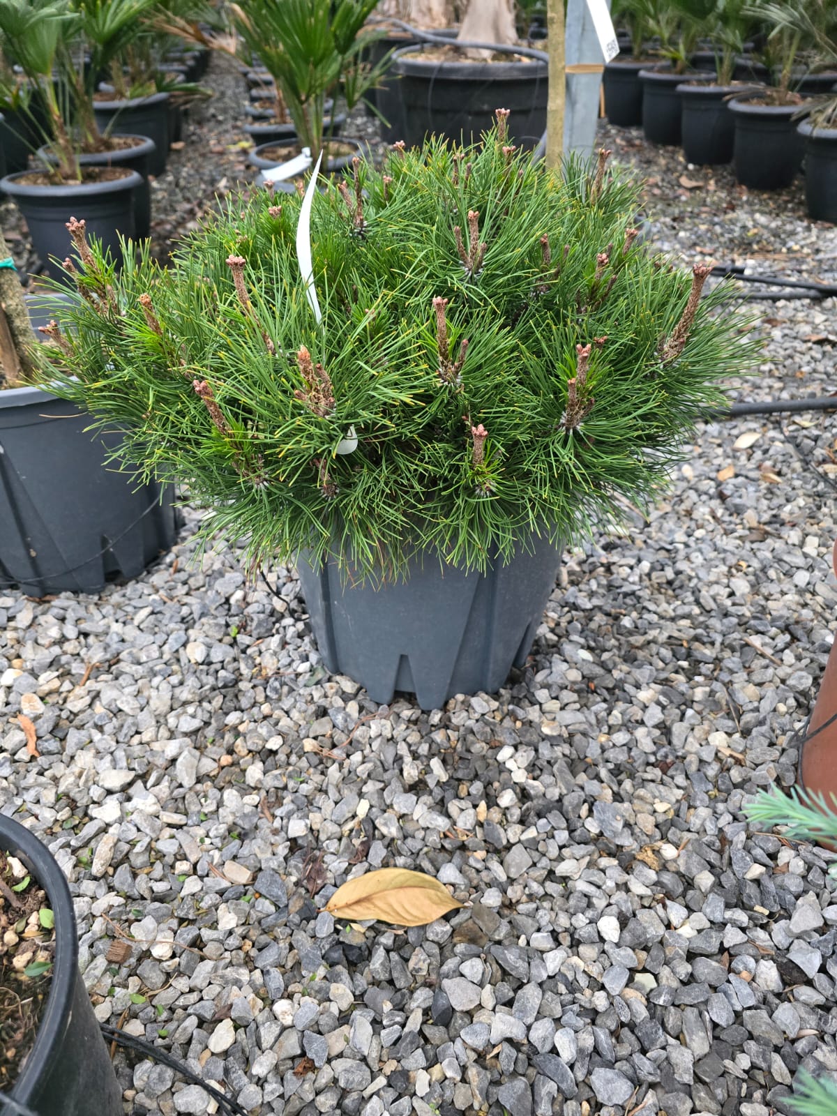 Pin Noir Nain (Pinus Nigra Nana) 5 - Achat en ligne
