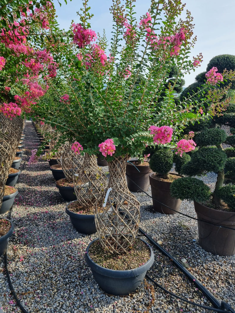 Lilas des indes tressé (Lagerstroemia) 3 - Achat en ligne