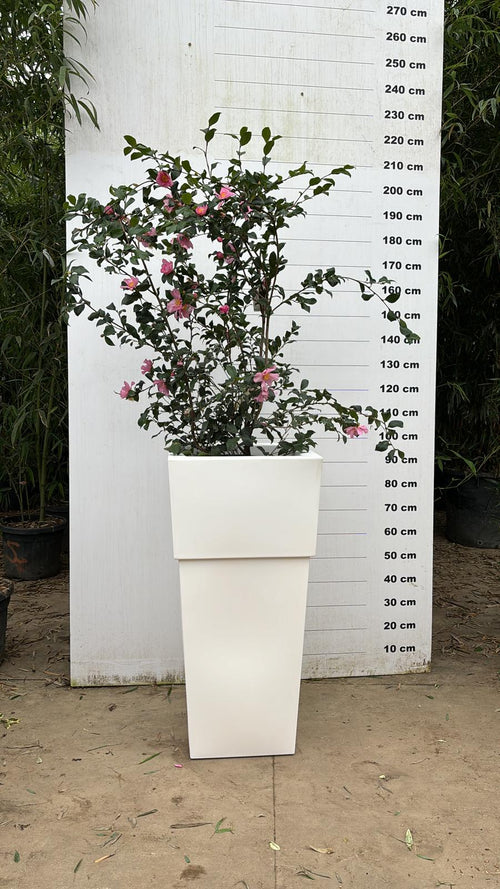 Pot Pisa - 35L 1 - Achat en ligne