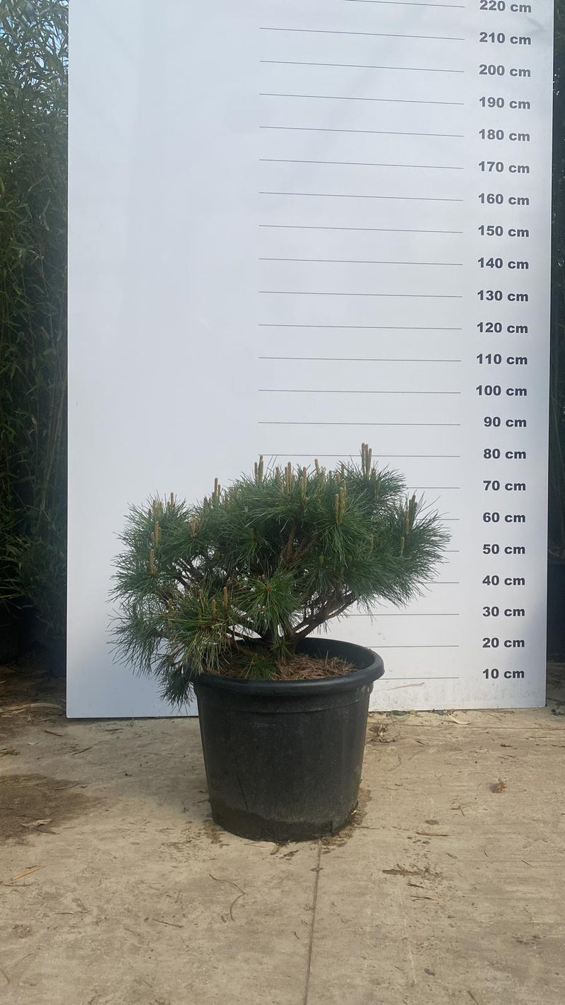 Pin noir (Pinus Nigra) 3 - Achat en ligne