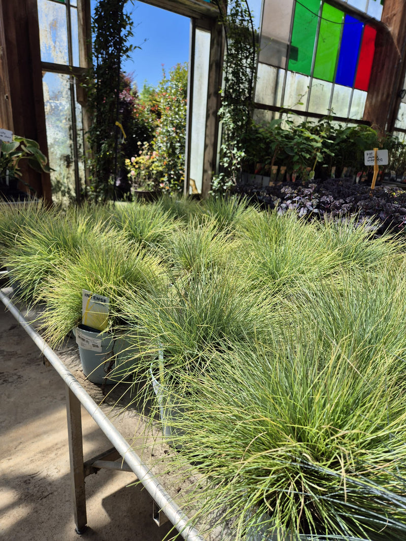Fétuque Amigold (Festuca Glauca Amigold) 2 - Achat en ligne