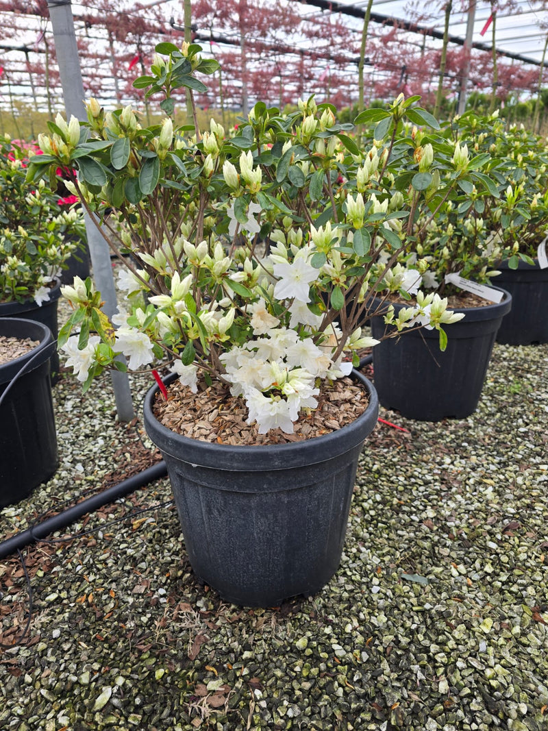Azalée du Japon (Azalea Japonica) 3 - Achat en ligne