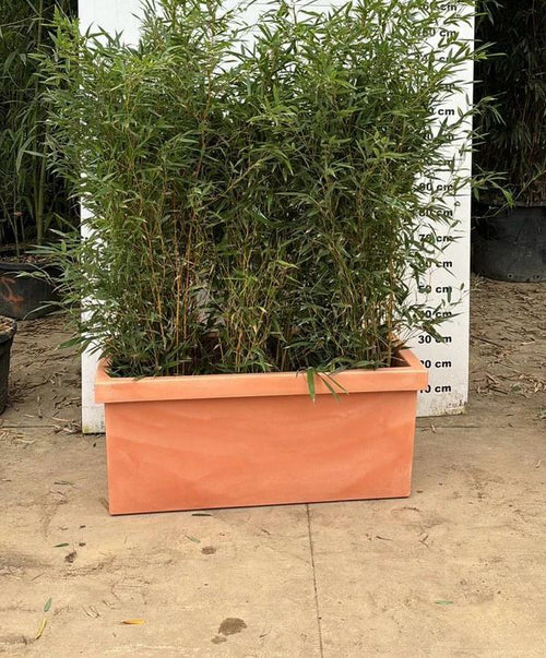 Jardinière Cagliari - 140L 1 - Achat en ligne