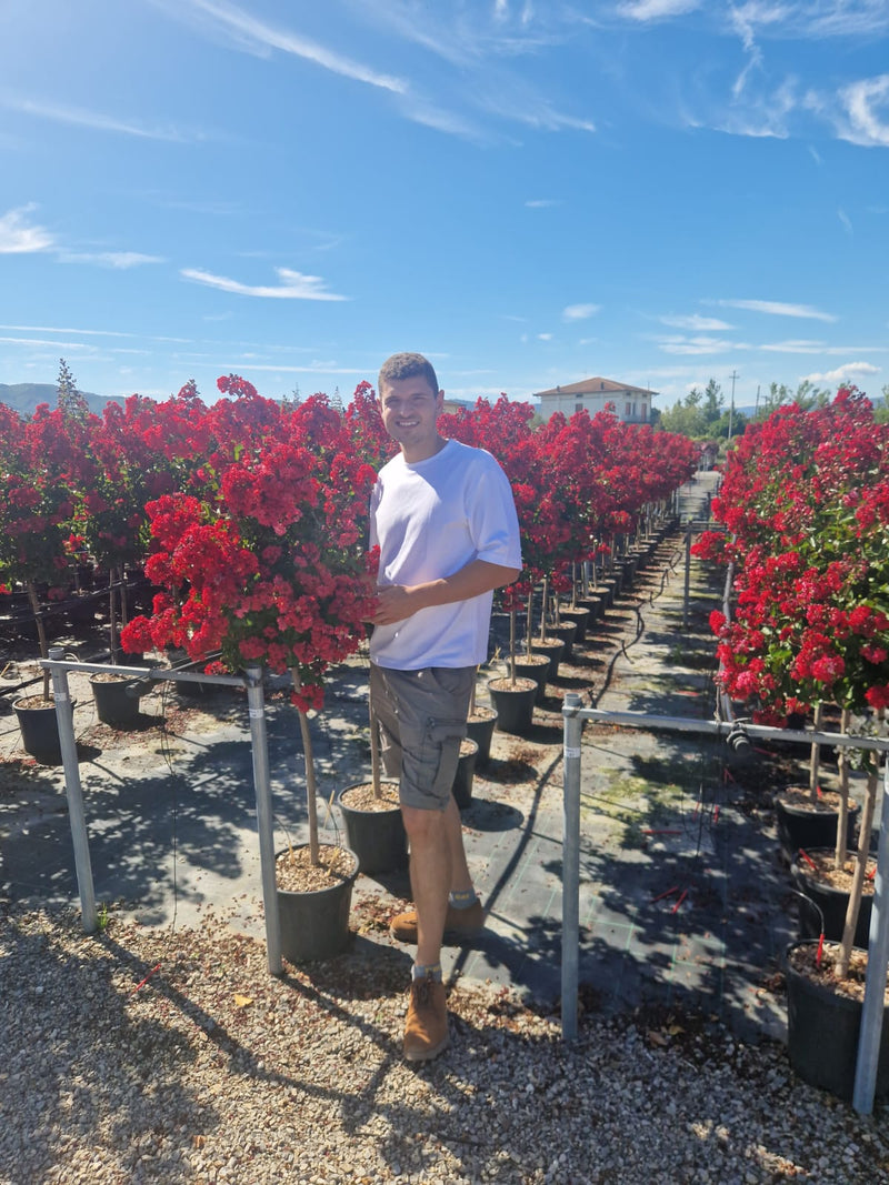 Lilas des indes en Demi-tige (Lagerstroemia)