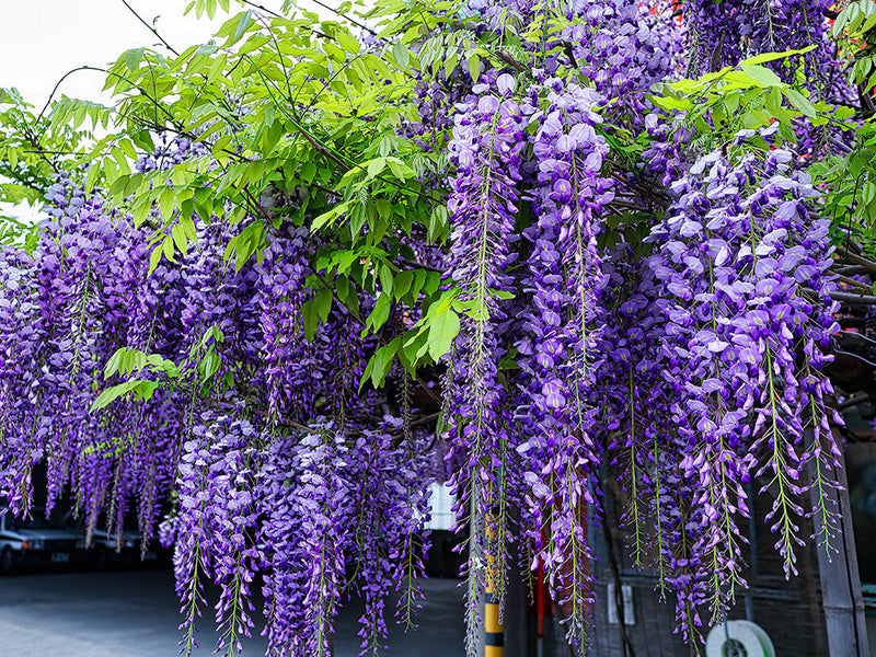 Glycine en Plateau 1 - Achat en ligne