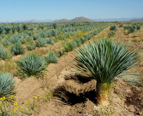 Yucca (Yucca Rostrata) 1 - Achat en ligne