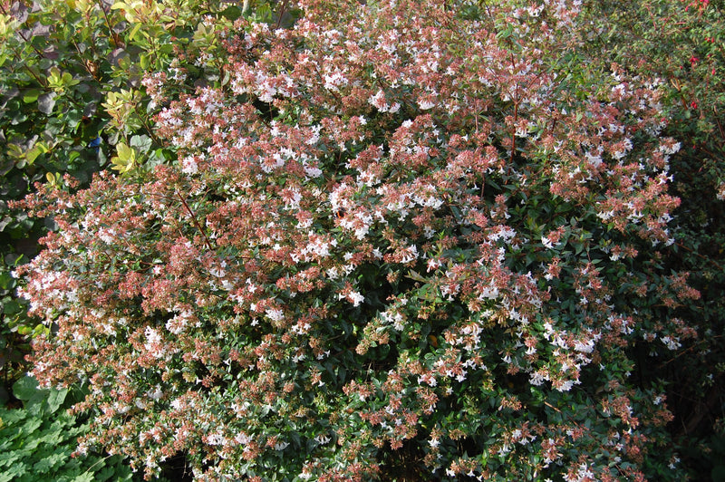 Abélia (Grandiflora) 3 - Achat en ligne