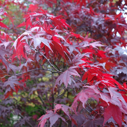 Acer Palmatum Atropurpureum 1 - Achat en ligne