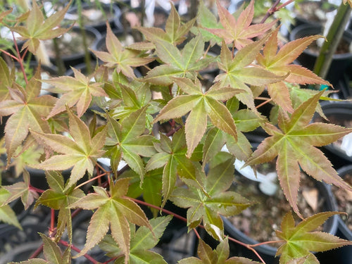 Acer Palmatum Deshojo 1 - Achat en ligne