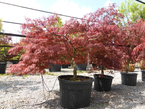 Acer Dissectum Garnet 1 - Achat en ligne