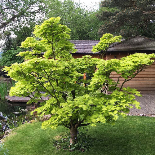 Acer Shirasawanum Jordan 1 - Achat en ligne