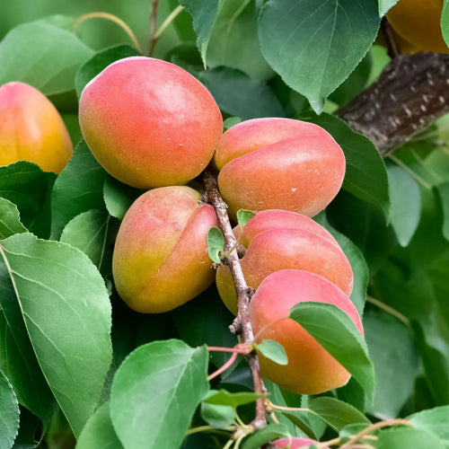 Abricotier Bergeron (Prunus armeniaca Bergeron) 1 - Achat en ligne