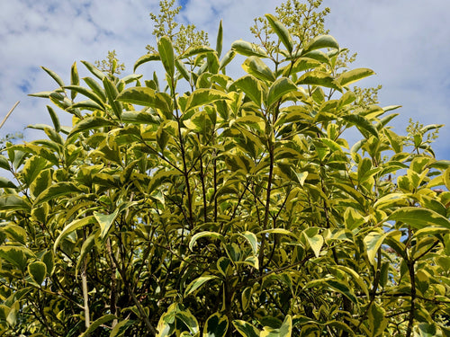 Troène du Japon Panaché (Ligustrum Japonicum 'Excelsum Superbum') 1 - Achat en ligne