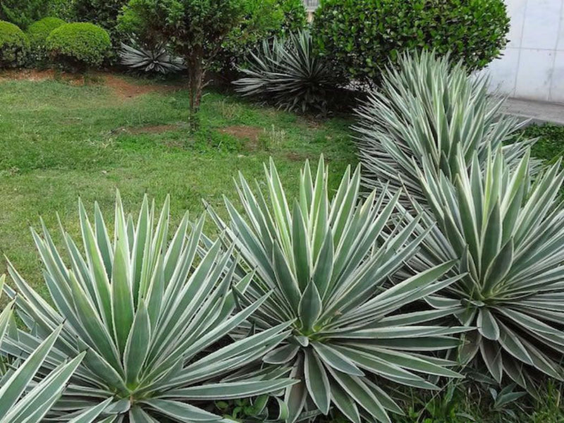 Agave panaché (Agave Variegata) 1 - Achat en ligne