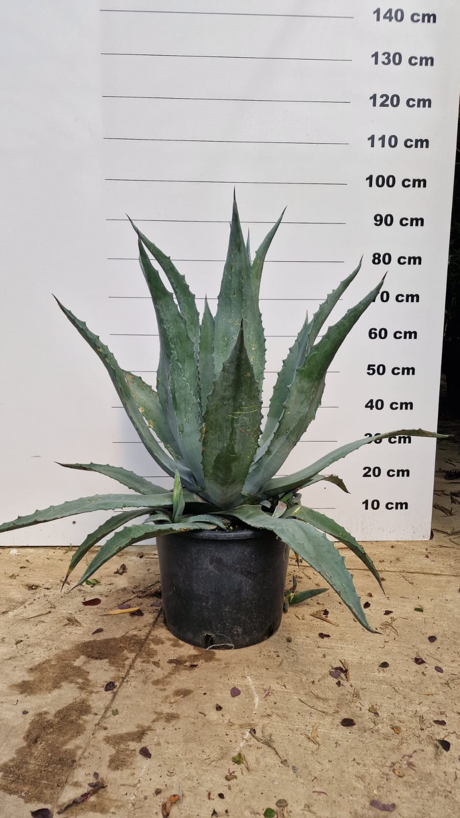 Agave (Agavaceae Americana) 2 - Achat en ligne