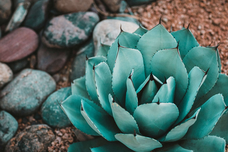 Agave (Agavaceae Americana) 1 - Achat en ligne