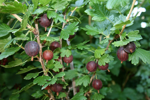 Groseillier Marquereaux Rouge 1 - Achat en ligne