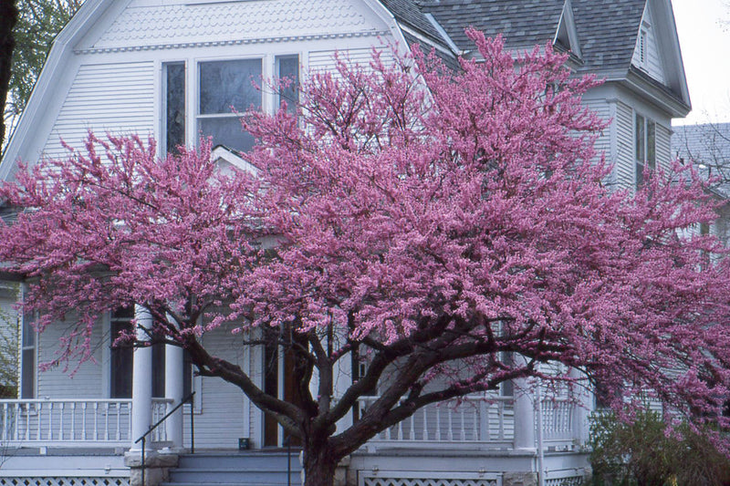 Arbre de Judée à fleurs roses (Cercis Siliquastrum) 2 - Achat en ligne