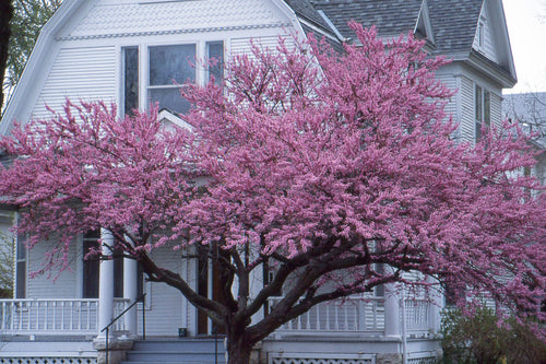 Arbre de Judée à fleurs roses (Cercis Siliquastrum) 1 - Achat en ligne