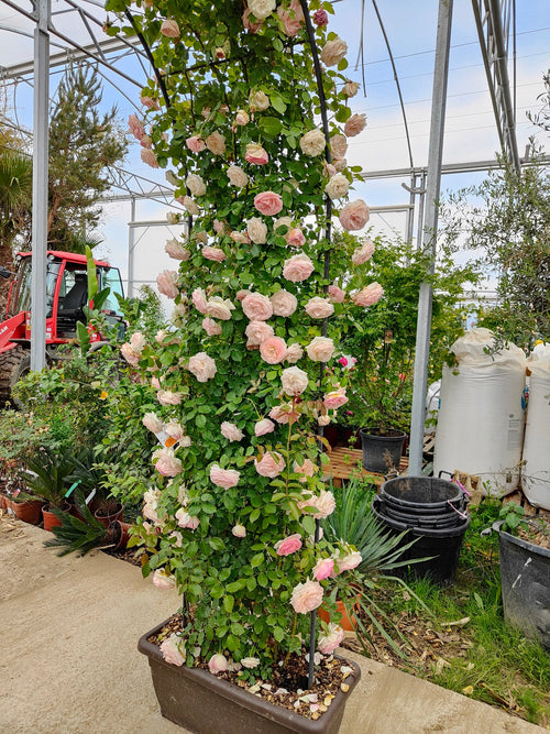 Rosier en Arche 1 - Achat en ligne
